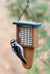 Tail-prop Suet Feeder