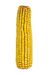 Ear Corn