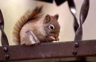 Red Squirrel c