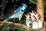 Blue Jay w babies c