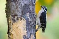 BarkButter_DownyWoodpecker_YL5T8583