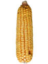 corn_ear