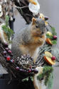 Squirrel in wreath